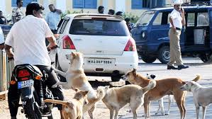 Elderly Man Killed, Several Injured in Stray Dog Attack in Budgam, Central Kashmir